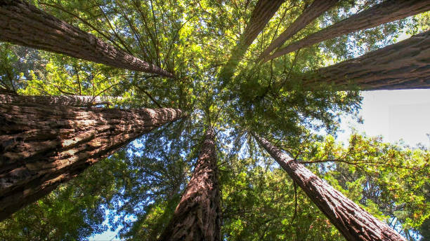 The Steps Involved in Our Tree Care Process in Parowan, UT